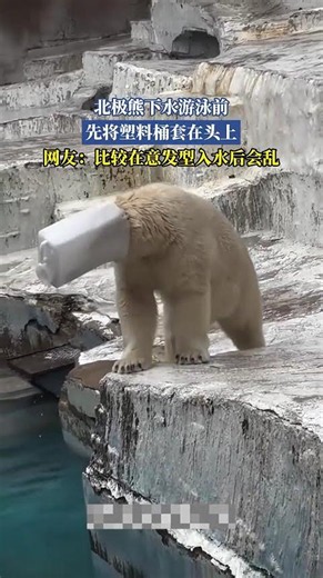 北極熊下水游泳前，先將塑料桶套在頭上，網友：比較在意髮型入水後會亂【法治進行時】#新聞 #news #shorts #真實事件