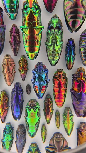 Christopher Marley preserved specimens art collection