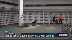 Flyer project hopes to reunite hundreds of pets with owners