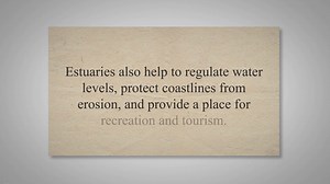 Estuaries: Importance, Threats, and Conservation