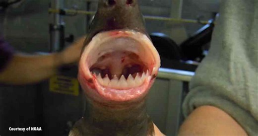 Watch what happens when a parasitic shark turns a predator into prey