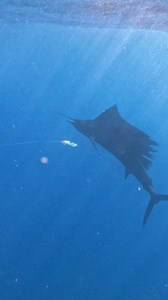 Jumped In to Film a SAILFISH HUNTING | Strick & Fran