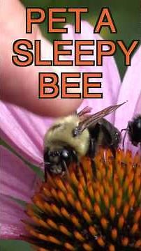 PET a Sleepy BEE #BeeSting #Bumblebee #Honeybee #BeesAsleep #BeesGroomingThemselves #PettingBees