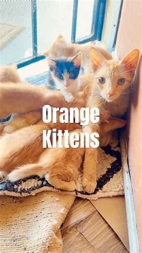 Orange Kittens & Tired Mamma Cat