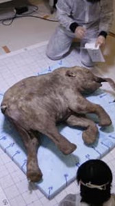 211K views · 2.1K reactions | Miniature Mammoths: Scientists Bring Back Woolly Mammoth! #crossbreeding #experiment #science | Most Amazing Top 10 | Facebook