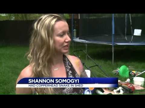 Copperhead snakes seem to be everywhere in Central Virginia