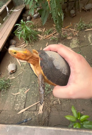 Chinese box turtle sent to USA#turtle #turtles #Turtle