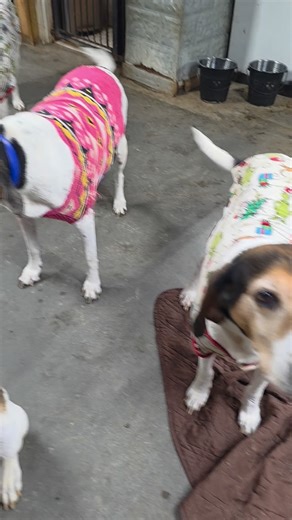 Misfit Hounds on Instagram: "Doris Whittaker just drank a Shasta and smoked a 'burl. Now she's ready for breakfast. misfithounds.org ☠️⚡️🐶"