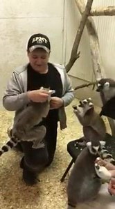 Lemur feeding at County Fair | Sustainable Safari | Facebook
