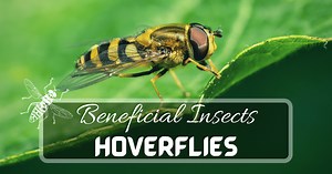 Hoverflies - Why Are They Important to Your Garden?