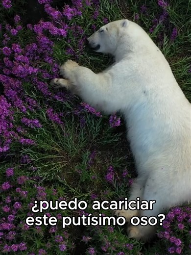 Descubre los Osos: Bonitos pero Peligrosos