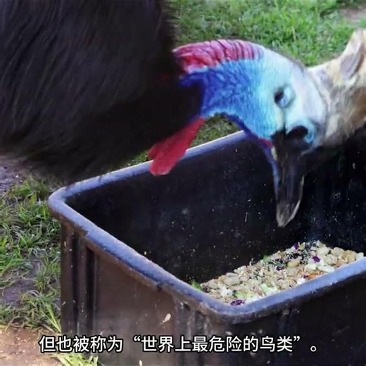 食火鸡, 全球最危险的鸟类? #活恐龙 #冷知识 #科普