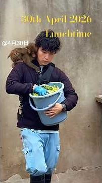 30th April 2026 #punch #パンチ #zoo #babymonkey #animals #wildlife #panchi #cute #パンチくん #adorable #治愈