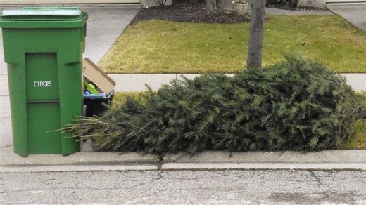 Where and how to dispose of or recycle your live Christmas tree in the DC area