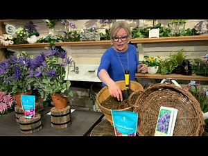 Barbara King 2-Piece Speedwell Blue Mountains Live Plants on QVC