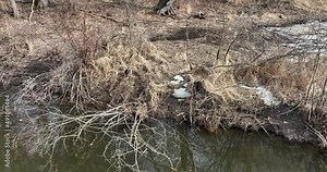 Muskrat on the river. Hanging out by the riverside and building its home. Drone footage