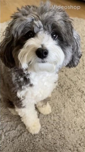 Outtakes #aussiedoodle #funnydogs #outtakes #weekendvibes