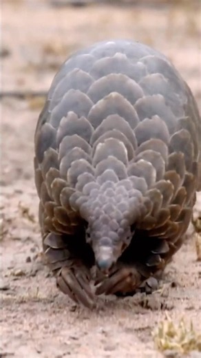 The Only Scaly Mammal on Earth! 🦎🤯
