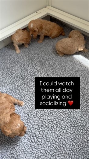 Apricot Lane Puppy | Cavapoochons on Instagram: "Puppies playing and discovering the world is my favorite! Cavapoochons are such a wonderful breed! Follow along for more adorable content and be sure to subscribe to our website! www.apricotlanepuppy.com #puppy #cavapoochon #apricotlanepuppy1 #doodles #puppylove #playful"