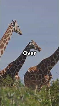 Natural Selection: Survival of the Fittest