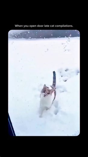 EraScope on Instagram: "When you open the door late for a cat, their reaction is a mix of dramatic protest and quiet judgment. To a cat, time is precise—especially when food, fresh air, or curiosity is involved. Being even a few seconds late feels like a personal betrayal. At first, you’ll notice the stare. A long, unblinking look that says, “I asked. You ignored me.” Some cats sit perfectly still, tail flicking slowly, storing their disappointment. Others vocalize—short, sharp meows or loud com