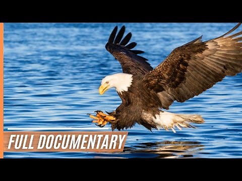 Down to Earth - Flightless Birds | Full Documentary