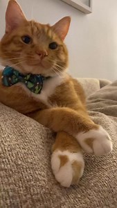 4.7K views · 14K reactions | Look at this distinguished gentleman #cat #cute | Konakaikaleo | Facebook