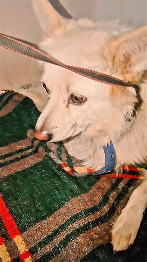 KALU KI BEHEN#dog#dogshorts#doglife#shortsfeed