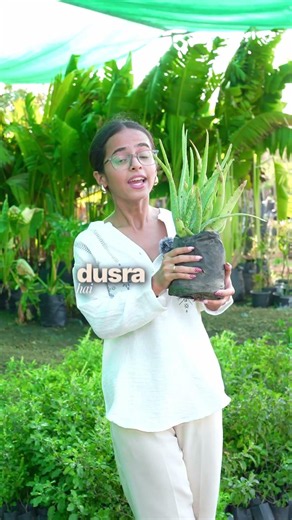 4 Powerful Plants for Positive Energy