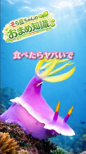 ウミウシは可愛い顔して危険物警告色と盗み毒の正体#ウミウシ#動物豆知識#海の生き物#危険生物