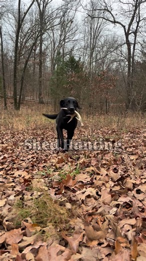 Explore Canine on Instagram: "Post Christmas Shed Hunt Training 🦌 maybe it belonged to Rudolph 😂 #shedhunting #labradorretriever #workingdogsofinstagram #sheddog #dogsofinstagram"