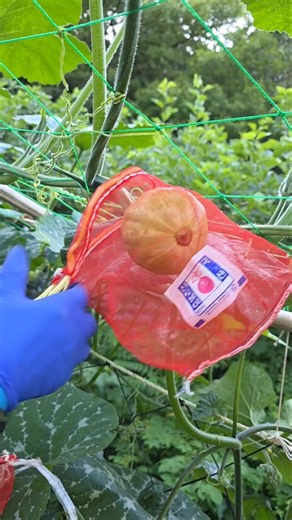 Growing and Curing Korean Pumpkins #PumpkinFarming #WeekendGarden