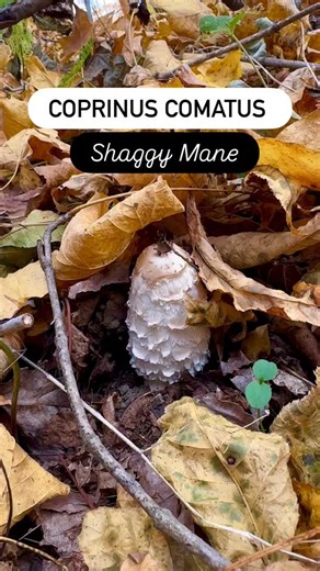 4.7K views · 7.2K reactions | Shaggy manes! #shaggymane #coprinuscomatus #mushrooms #fungi #mycology #mushroomhunting #ediblemushrooms #mushroomseason #fall | FUNGIWOMAN | Facebook