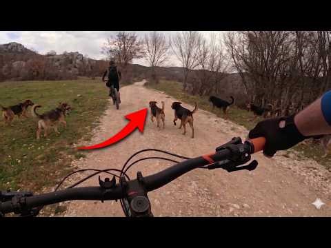 OPASNA VOŽNJA: Opkolili nas psi na putu prema Nevesinju