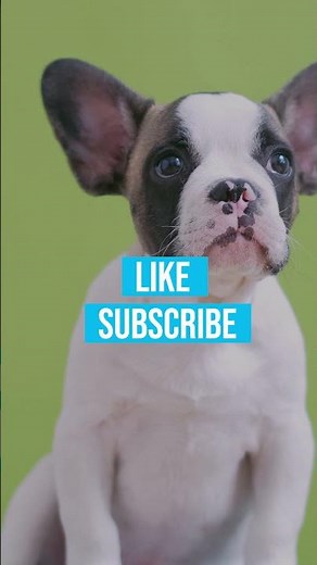 Why Do Dogs Eat Poop And How To Stop It?