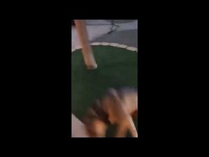 Gorp dog big brain time