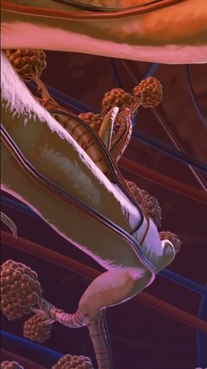 Breathing Basics: Conducting vs. Exchange Zones #RespiratorySystem #Lungs #Biology #ScienceShorts