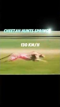 cheetah vs springbok #trending #cheetah #animals #springbok #wildlife #youtubeshorts #shorts