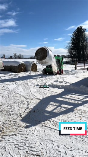 Feeding Cows on the Farm