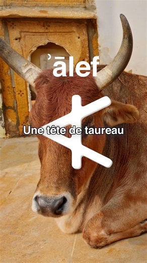 L’origine des lettres de l’alphabet latin ♉