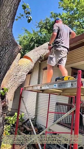 Kicking a Trapped Log: How a Final Footfall Clears a Roof-Bound Tree Section Safely