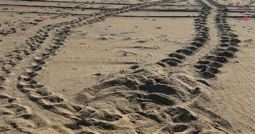 5 sea turtle nests under close watch in Virginia Beach