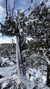Stunning footage of the Pine Lake walk… one of the best short walks in Tasmania ❄️☃️ Pine Lake in Tasmania’s Central Highland is a destination we all should have on our ‘Must Do’ list. Not only is it one of the best short walks our State has, but it gives you the opportunity to get close to one of Tasmania’s rarest trees, the Pencil Pine which are known to live beyond 1,200 years old. Off the Lake Highway on the Central Plateau, this easy 800 metre (30-minute return walk) leads to a small alpine