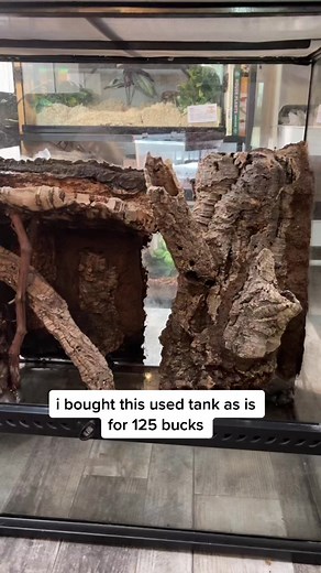 Transforming a Used Tank into a Reptile Paradise