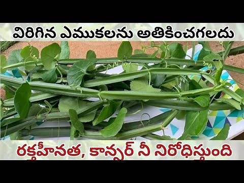 nalleru uses in telugu | nalleru benefits | nalleru chettu propagation | nalleru plant uses #nalleru