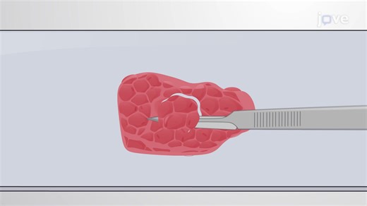 Video: FFPE Tumor Tissue Macrodissection: A Technique to Obtain Specific Tumorous Tissue from Unstained Specimens - Experiment