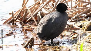 The coot stands on the bank of the reservoir. The Eurasian coot (Fulica atra), also known as the common coot, or Australian coot, is a member of the rail and crake bird family, the Rallidae. Close-up