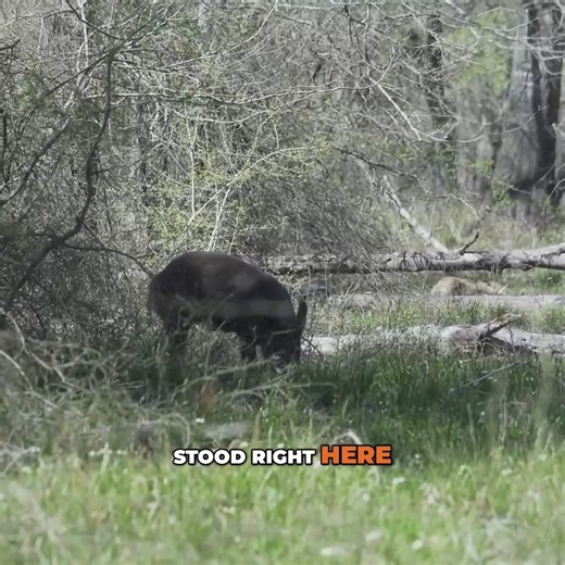 Tyler Jones and KC Smith spot and stalk wild pigs in Texas with their bows. Feral hogs are an invasive species and a damaging nuisance in the south. In this episode, KC and Tyler hunt down multiple hogs including an eater-sized sow to make a mouth watering batch of carnitas tacos. | MeatEater