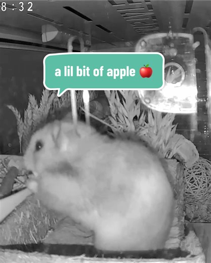 Hamsters Enjoying Apple Treats