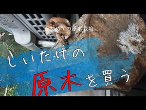 【しいたけ原木栽培】始めました！購入・浸水作業・収穫 ~Shiitake cultivation~